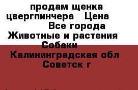 продам щенка цвергпинчера › Цена ­ 15 000 - Все города Животные и растения » Собаки   . Калининградская обл.,Советск г.